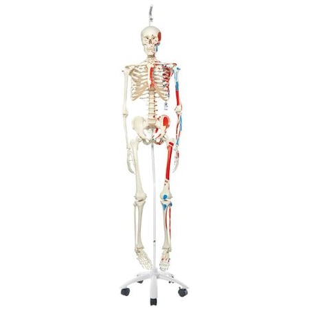 Muscle Skeleton Max, On Hanging Stand - W/ 3B Smart Anatomy